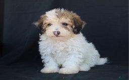 Bichpoo dogs for sale: Petie - Image 2