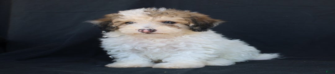 Petie