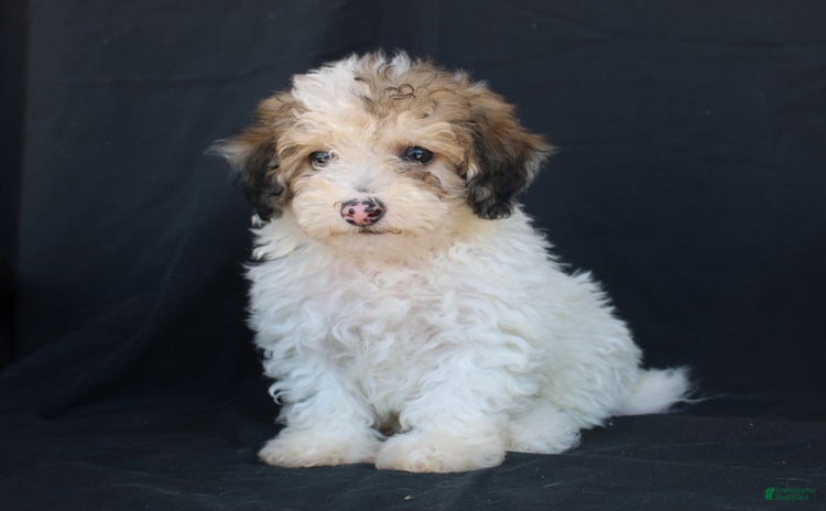 Bichpoo dogs for sale - Ad 4