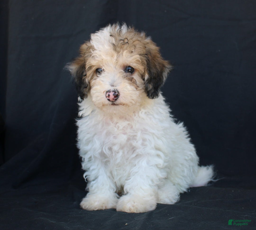 Bichpoo dogs for sale: Petie - Image 2