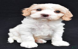 Cavapoo dogs for sale: Snickers - Image 3