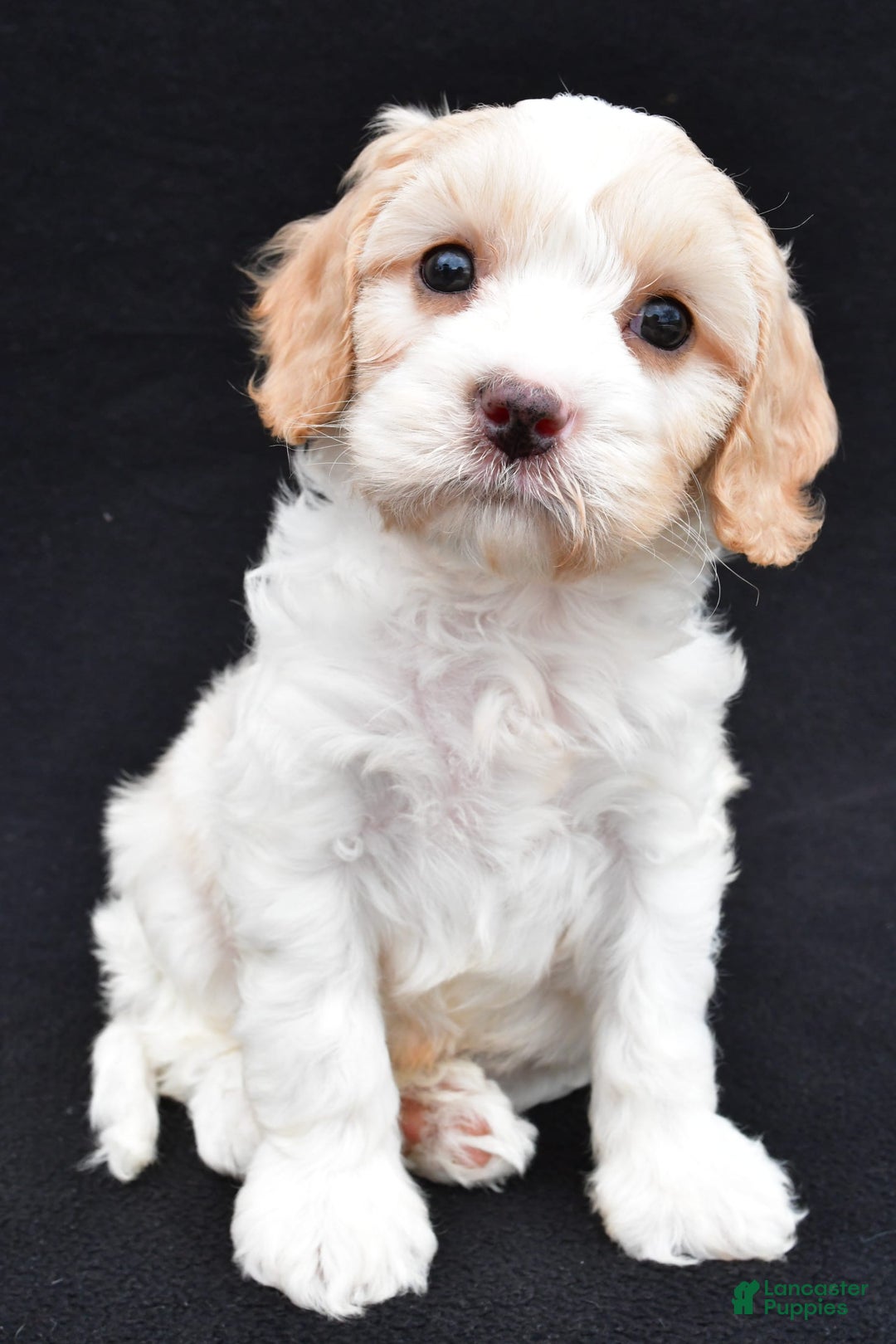 Cavapoo dogs for sale: Snickers - Image 3