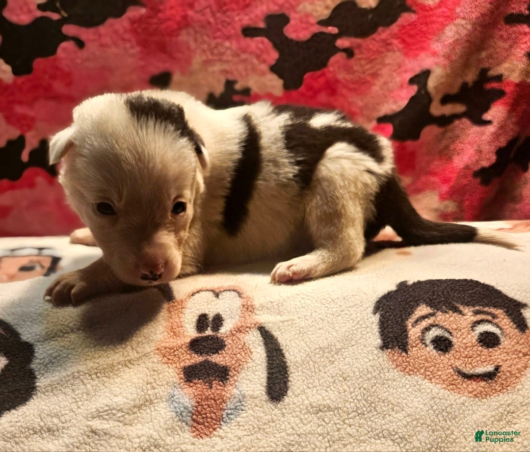 Border Collie dogs for sale: Ego - Image 1