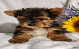 Yorkshire Terrier dogs for sale: Sheldon - Image 7