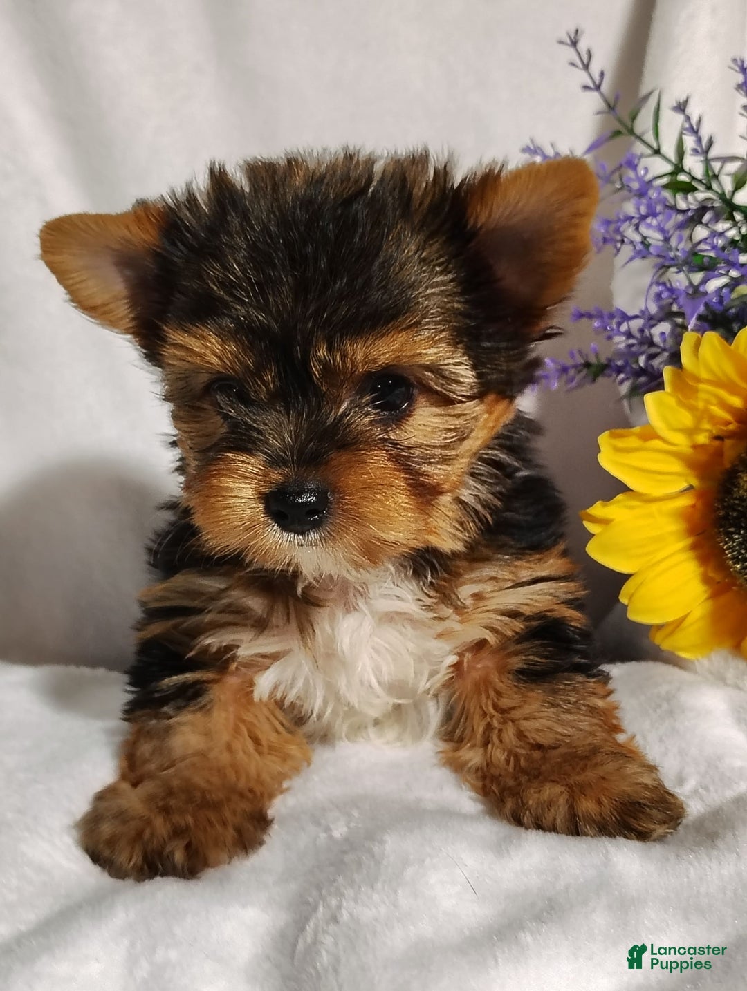 Yorkshire Terrier dogs for sale: Sheldon - Image 7