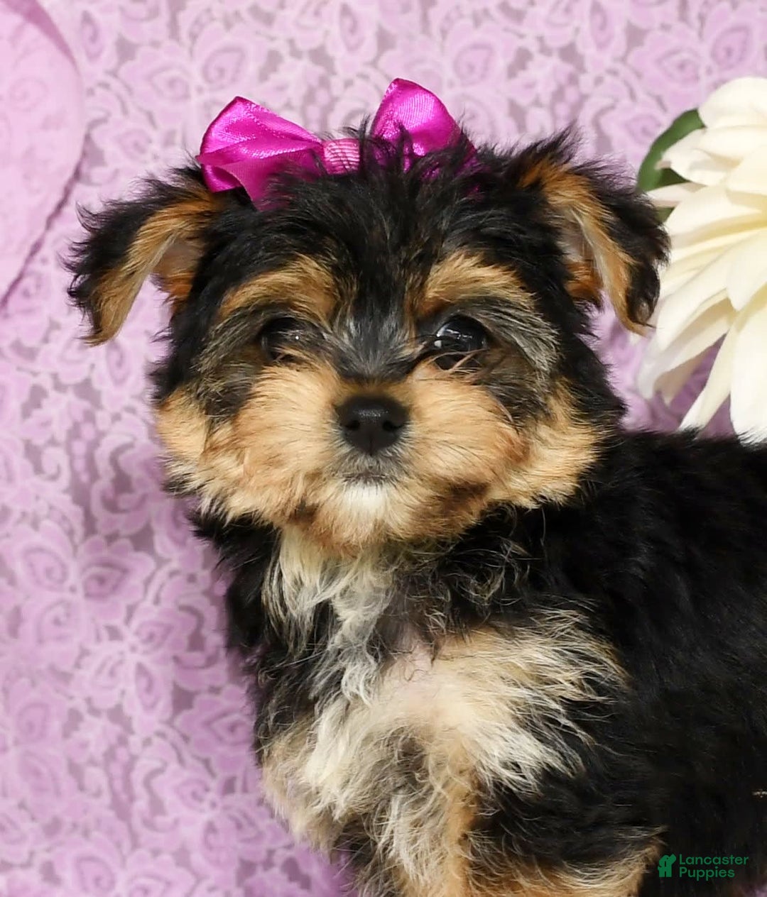Yochon dogs for sale: York-Chon 5 puppies - Image 9