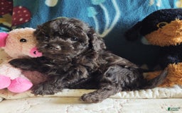 Maltipoo dogs for sale: Count Chocolate - Image 24