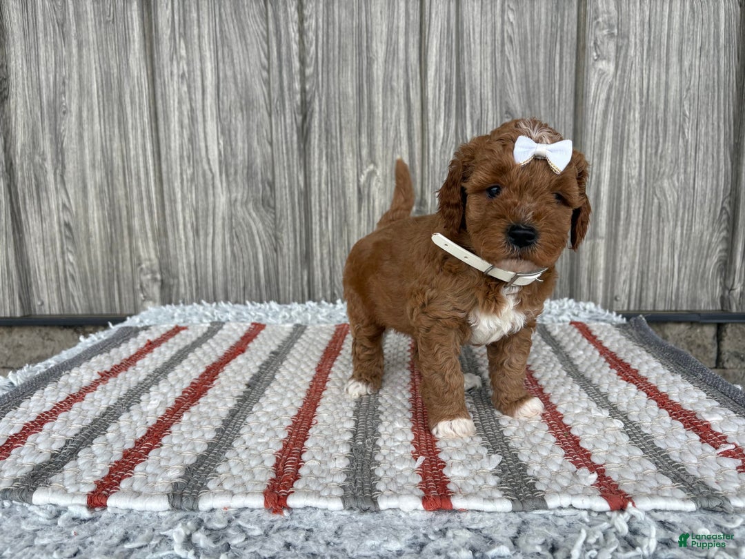 Mini Goldendoodle dogs for sale: Destiny - Image 5