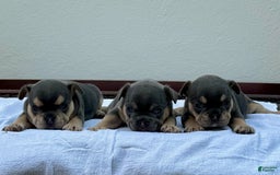 French Bulldog dogs for sale: Honey - Image 11