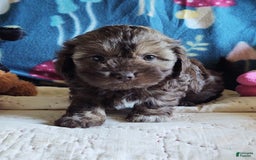 Maltipoo dogs for sale: Chocolate Sissy - Image 14