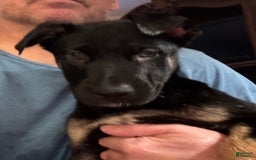 Belgian Malinois dogs for sale: Nadja - Image 5
