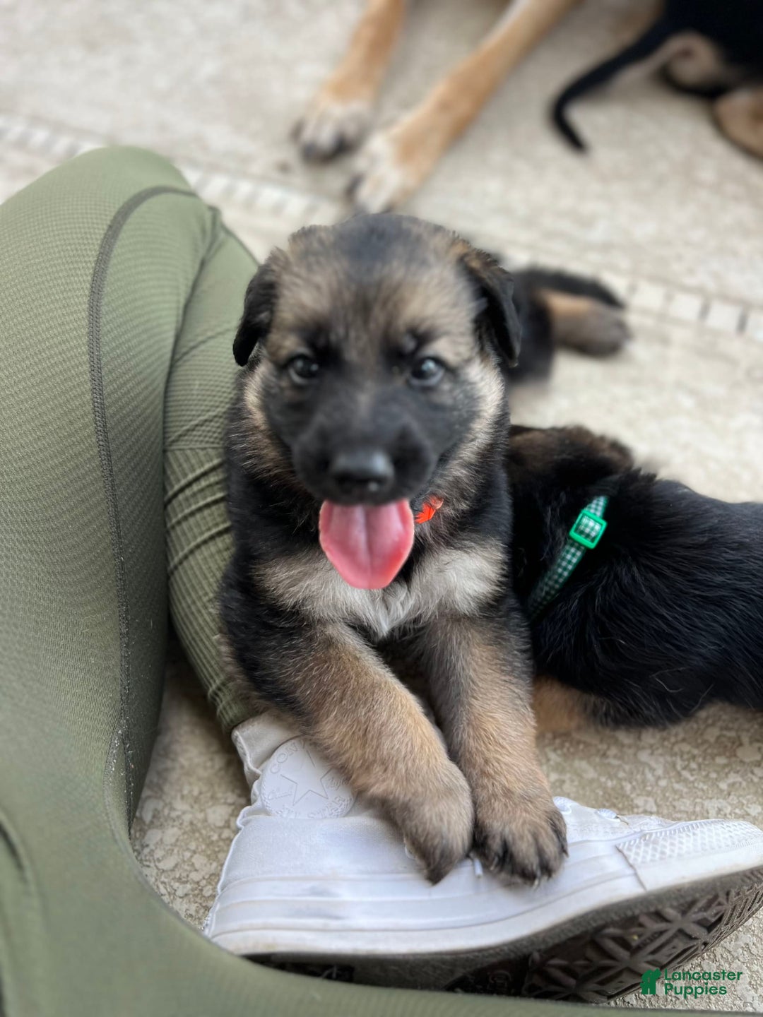 German Shepherd dogs for sale: Cedar - Image 4