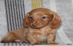 Miniature Dachshund dogs for sale: Zack - Image 17