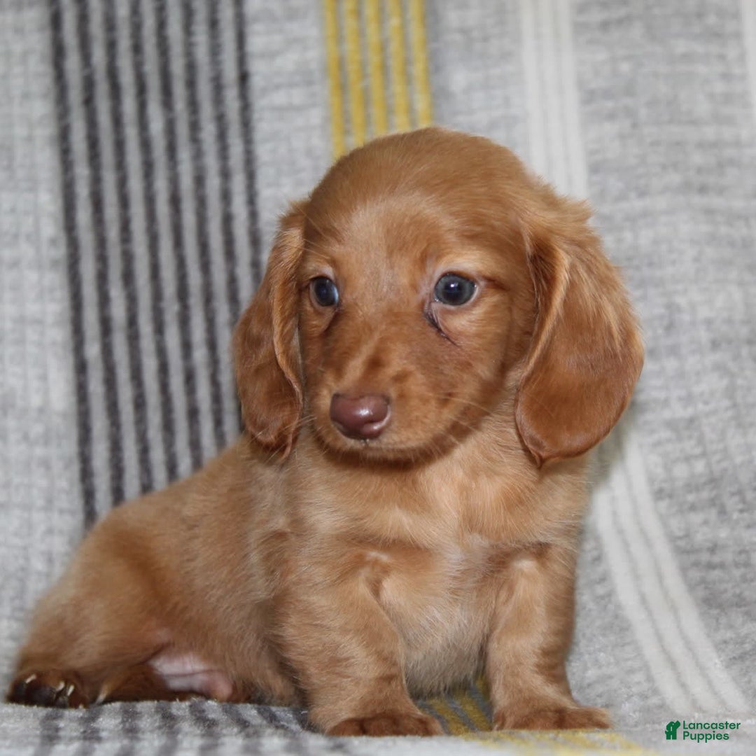 Miniature Dachshund dogs for sale: Zack - Image 17