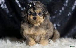 Mini Goldendoodle dogs for sale: Remington - Image 2