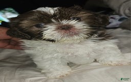 Shih Tzu dogs for sale: Nona - Image 1