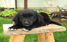 Australian Shepherd dogs for sale: Bella - Image 9