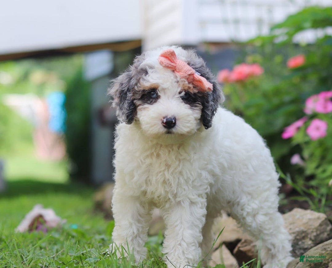 Mini Aussiedoodle dogs for sale: Jazzy - Image 4