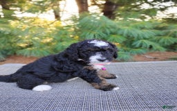 Bernedoodle dogs for sale: Tori - Image 3