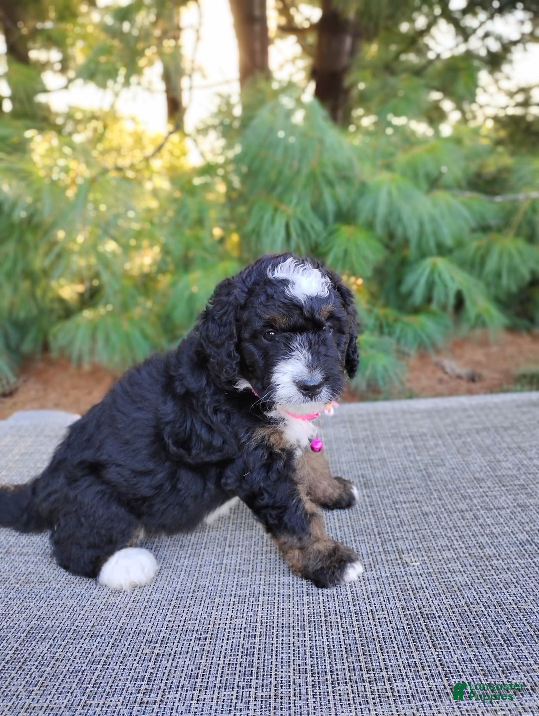 Bernedoodle dogs for sale: Tori - Image 3