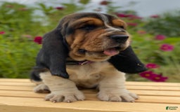 Basset Hound dogs for sale: Sadie - Image 22