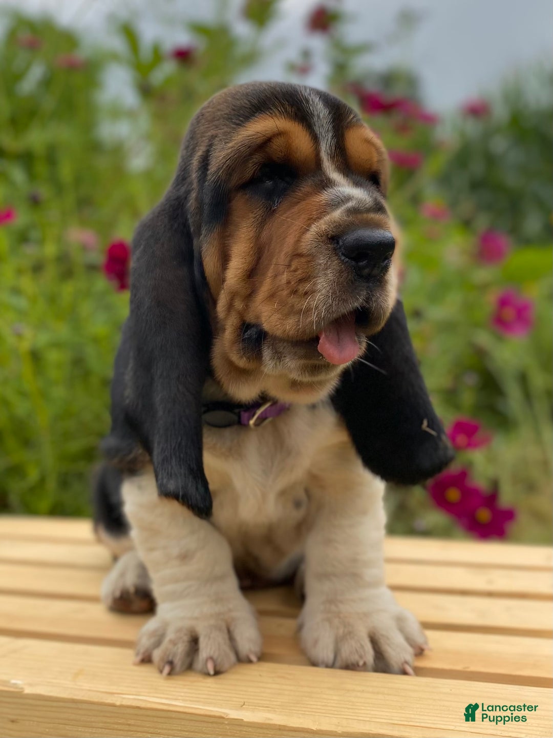 Basset Hound dogs for sale: Sadie - Image 22