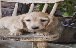 Dachshund dogs for sale: Mel - Image 5