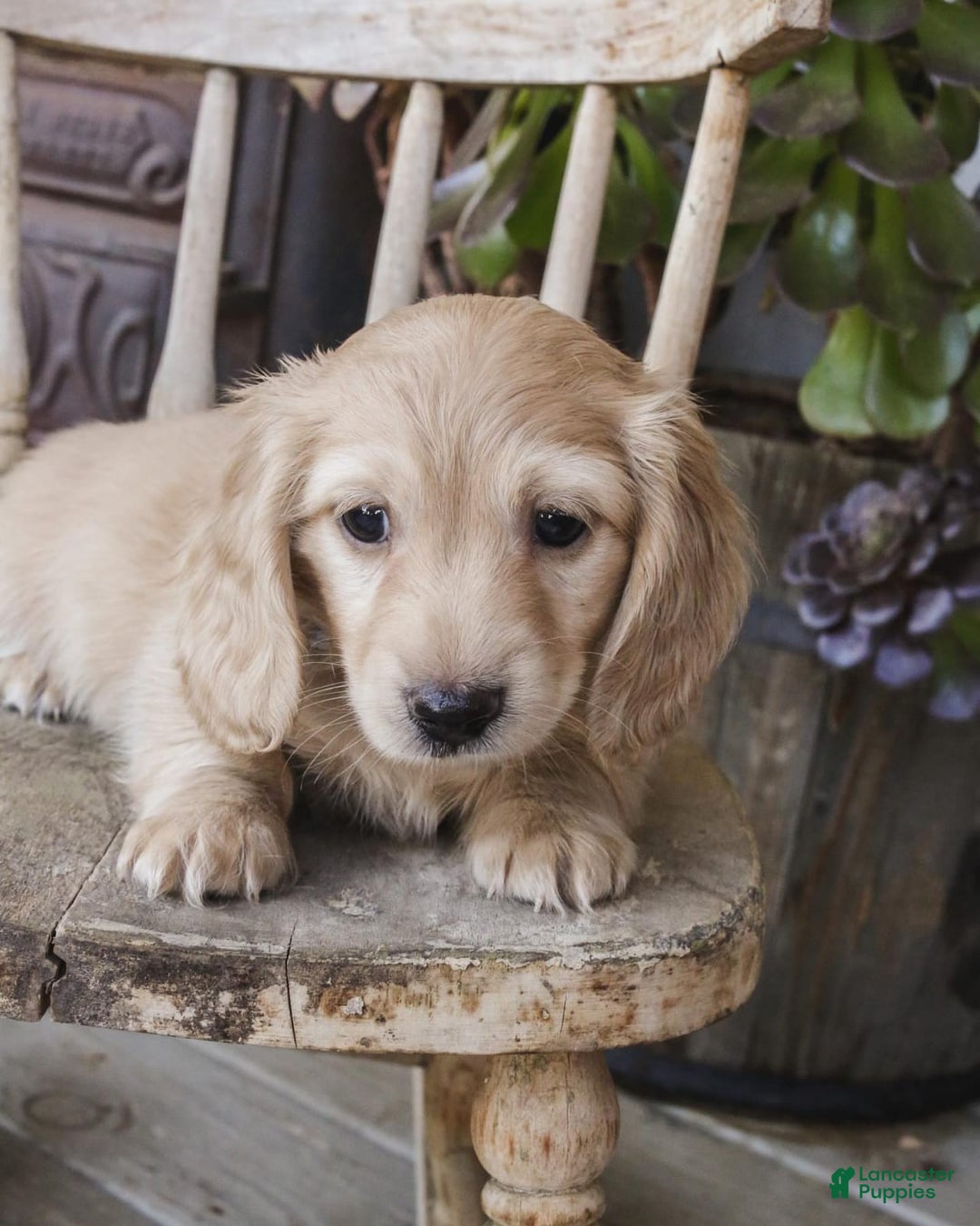 Dachshund dogs for sale: Mel - Image 5