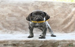 German Shorthaired Pointer dogs for sale: Erie - Image 3