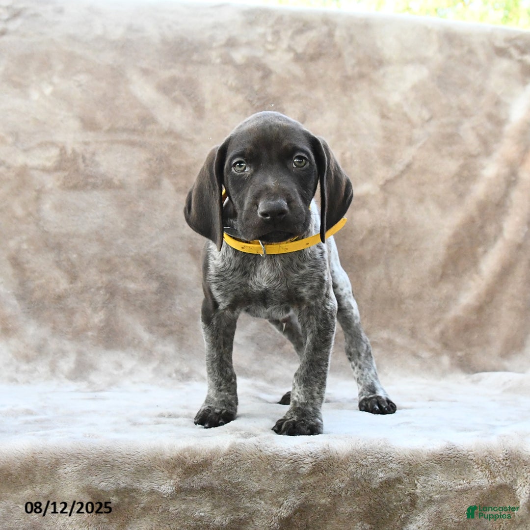 German Shorthaired Pointer dogs for sale: Erie - Image 3