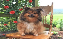 Pomeranian dogs for sale: Jimmy - Image 11