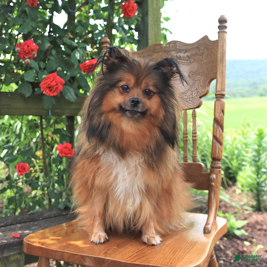 Pomeranian dogs for sale: Jimmy - Image 11