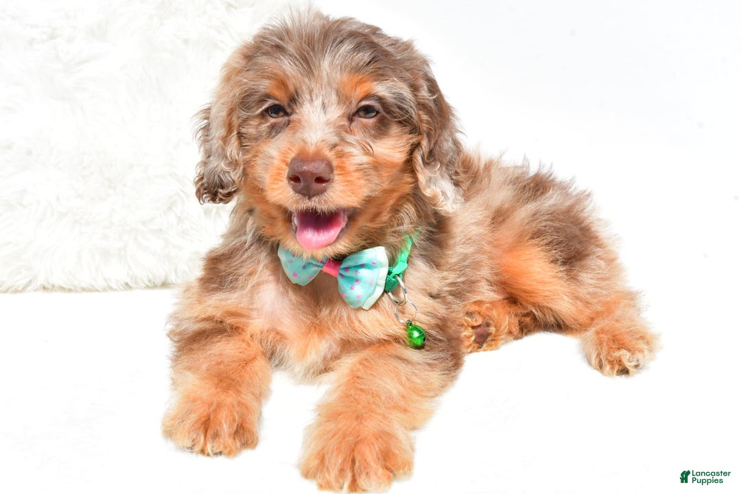 Mini Aussiedoodle dogs for sale: Esther - Image 6