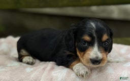 Miniature Dachshund dogs for sale: Diamond - Image 2