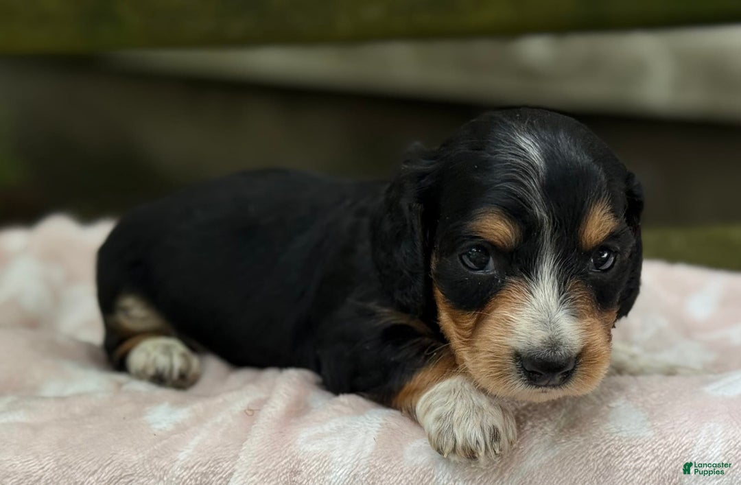 Miniature Dachshund dogs for sale: Diamond - Image 2