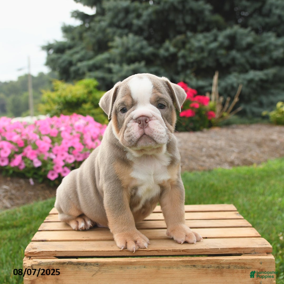 English Bulldog dogs for sale: English Bulldog 4 puppies - Image 16