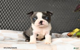 Boston Terrier dogs for sale: Jade - Image 1