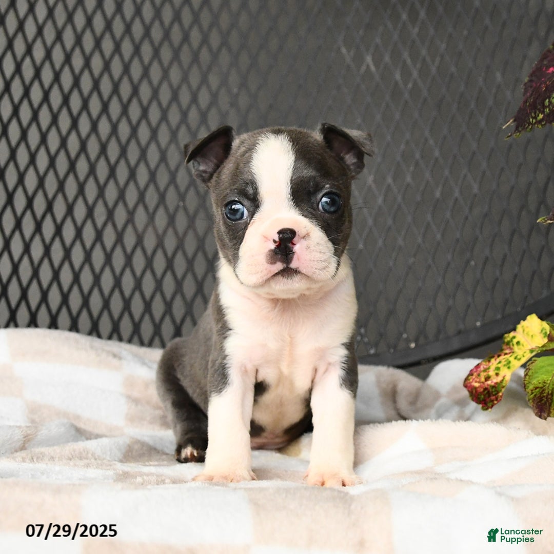 Boston Terrier dogs for sale: Jade - Image 1