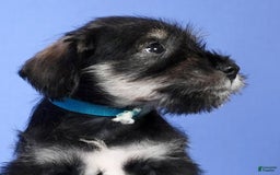 Miniature Schnauzer dogs for sale: Austin - Image 3