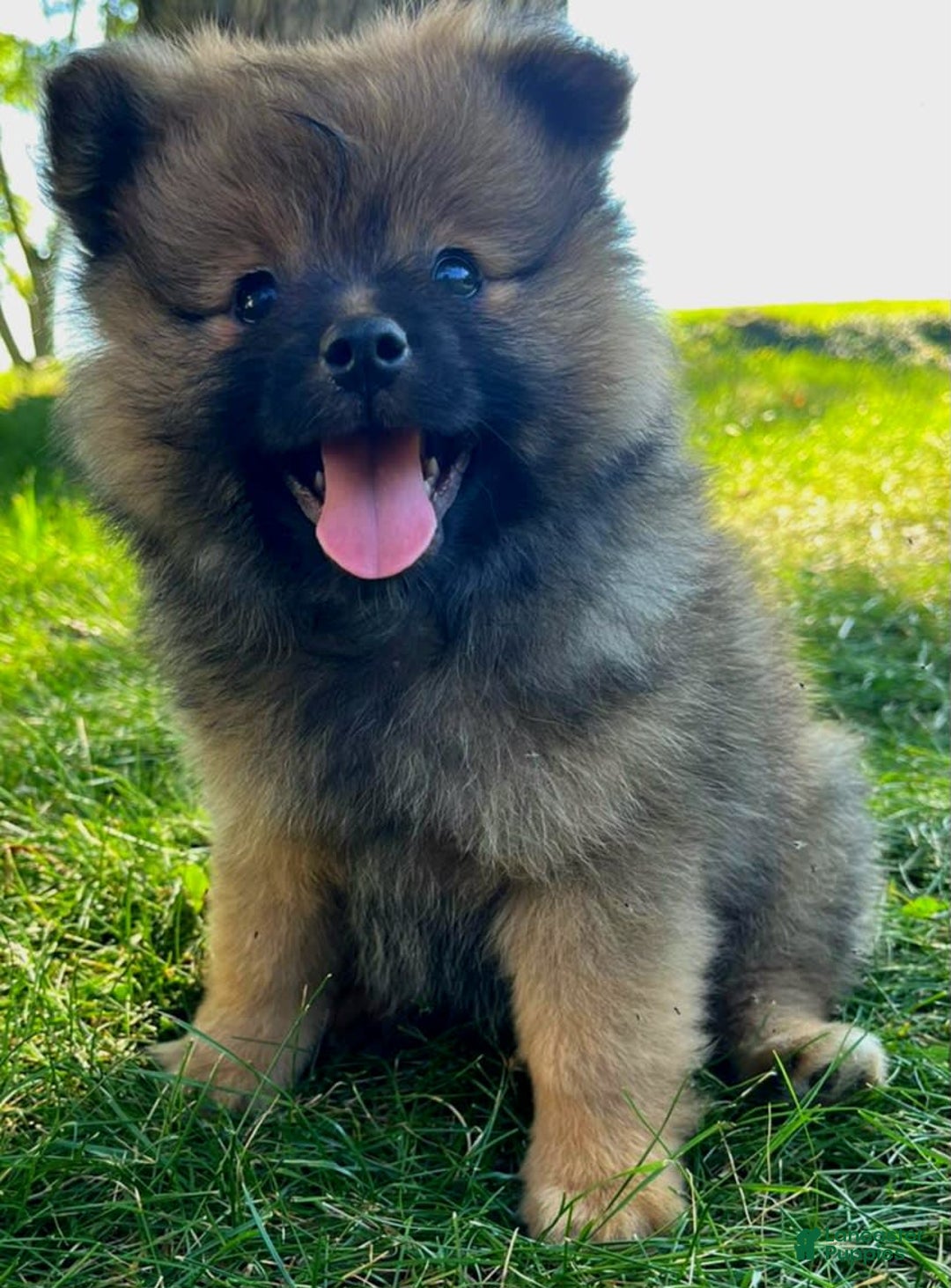 Pomeranian dogs for sale: Remi - Image 6