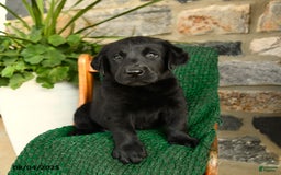 Labrador Retriever dogs for sale: Biscotti - Image 4
