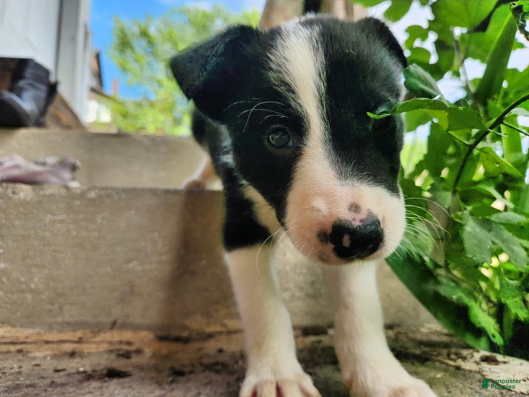 Border Collie dogs for sale: Spartan - Image 7