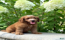 Mini Goldendoodle dogs for sale: Kaylor - Image 8