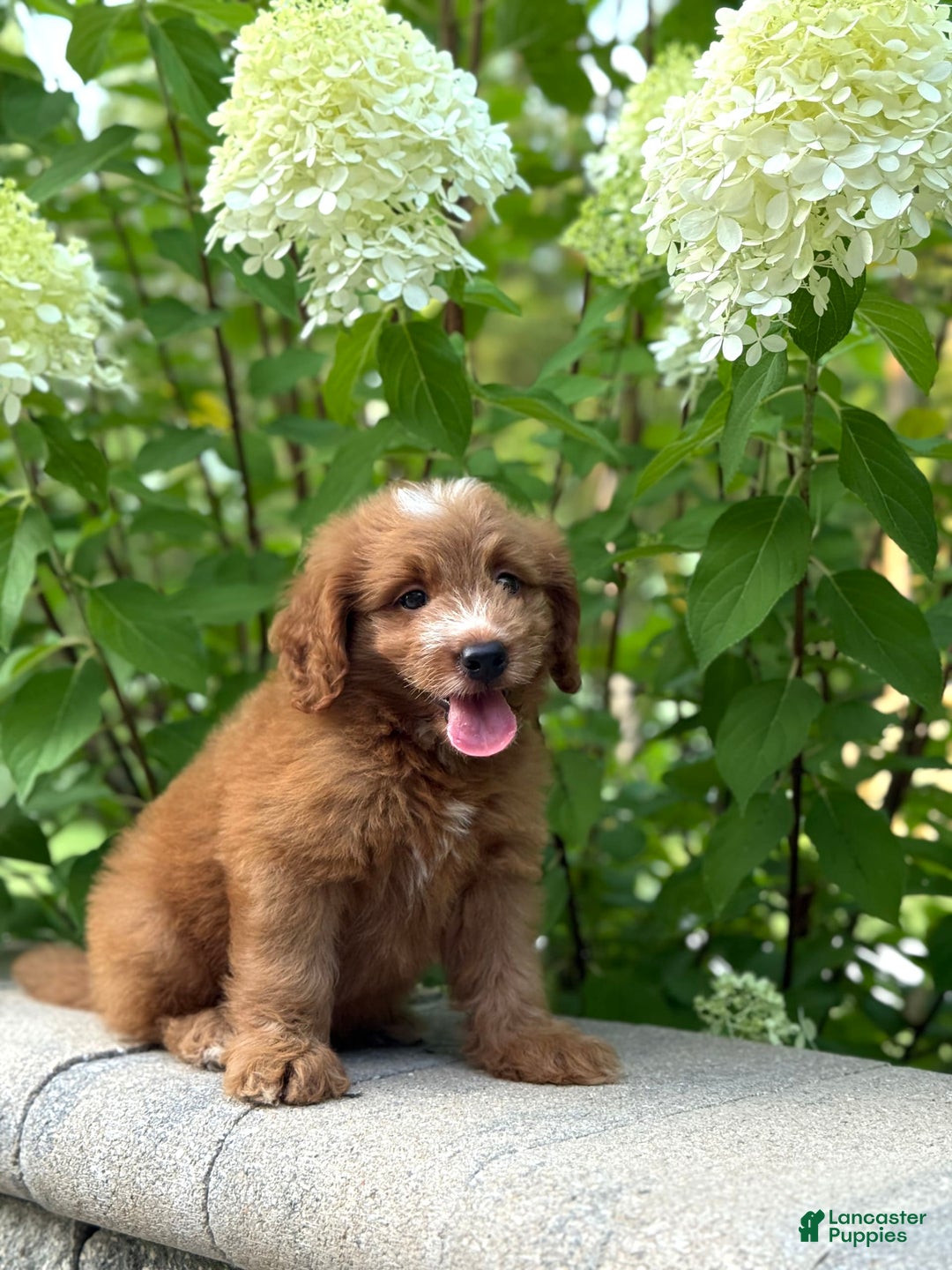 Mini Goldendoodle dogs for sale: Kaylor - Image 8