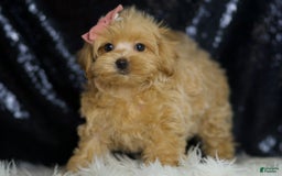 Maltipoo dogs for sale: Sissy - Image 5