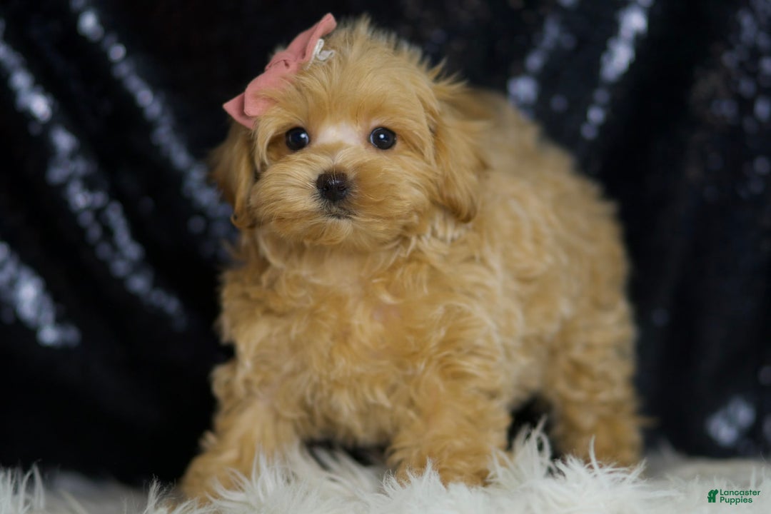 Maltipoo dogs for sale: Sissy - Image 5