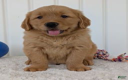 Golden Retriever dogs for sale: Brady - Image 4