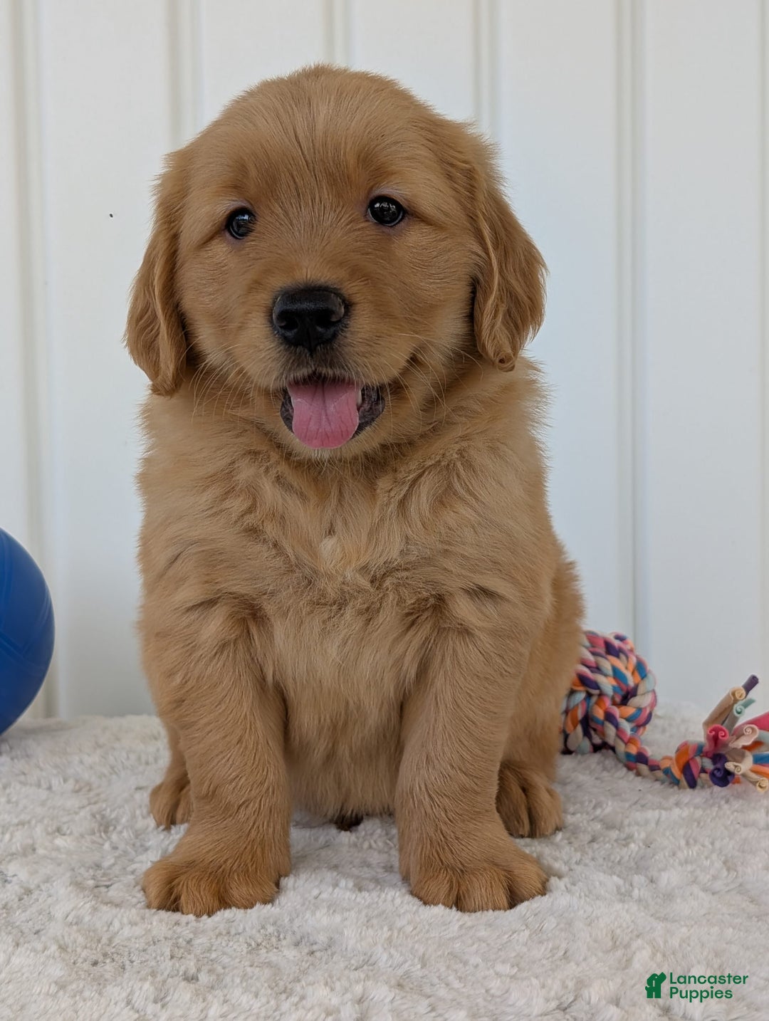 Golden Retriever dogs for sale: Brady - Image 4