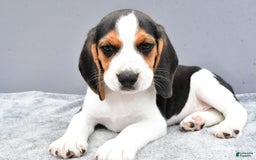 Beagle dogs for sale: Skip - Image 3