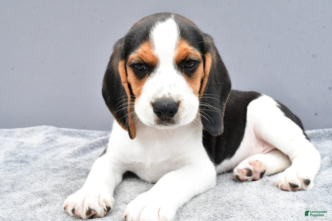 Beagle dogs for sale: Skip - Image 3